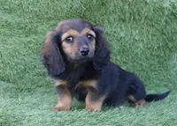 Gwenny's Girl, a female Miniature Dachshund for sale in Crystal, MI – 1 of 1