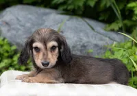 Fi, a male Dachshund for sale in Crystal, MI – 1 of 1