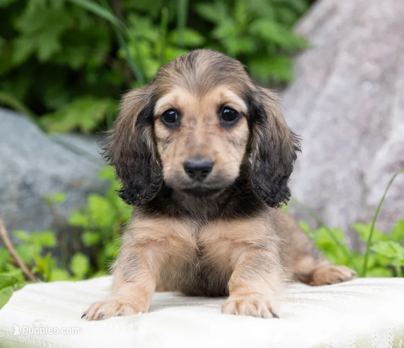 Fee – Miniature Dachshund puppy for sale in Crystal, MI