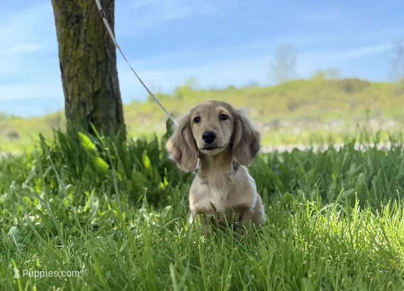 Tugboat – Dachshund puppy for sale in Crystal, MI