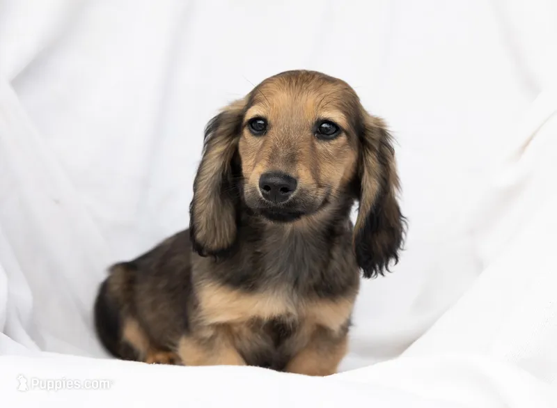 Jingles – Miniature Dachshund puppy for sale in Crystal, MI