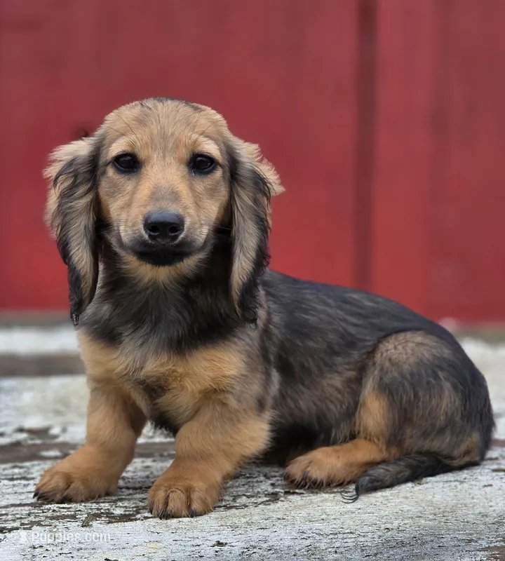 Jingles – Miniature Dachshund puppy for sale in Crystal, MI