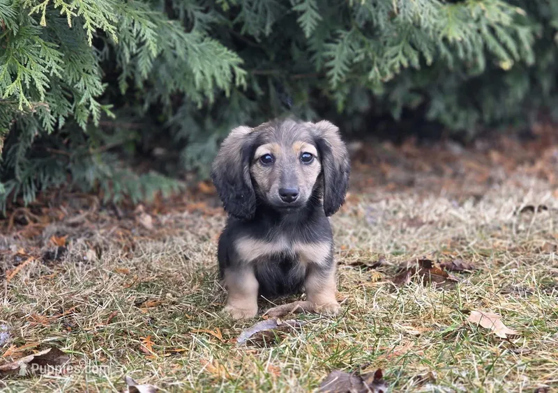 Jingles – Miniature Dachshund puppy for sale in Crystal, MI