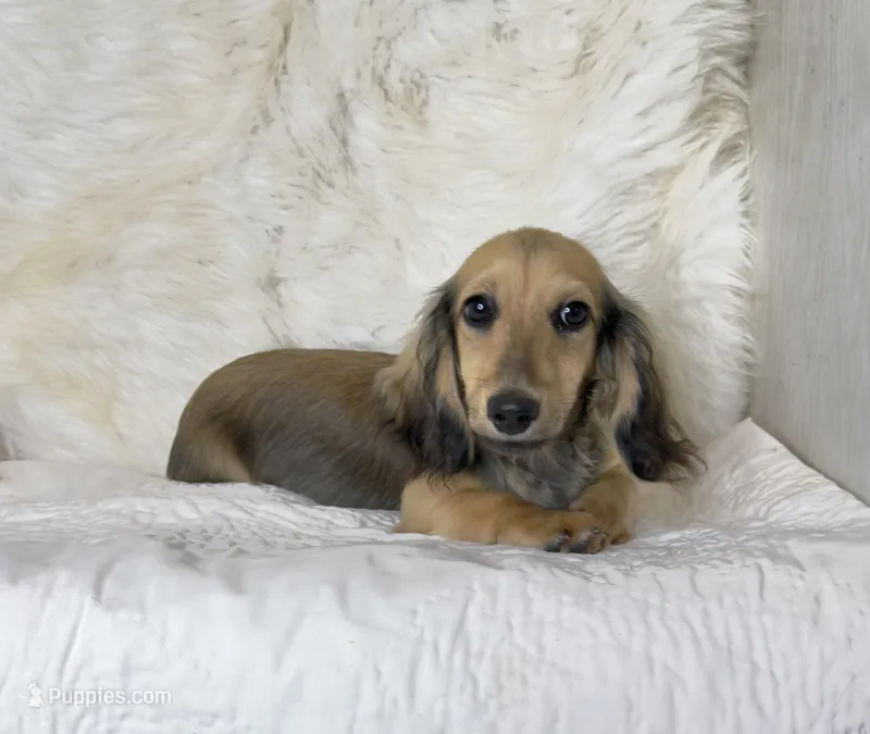 Lewis – Miniature Dachshund puppy for sale in Crystal, MI
