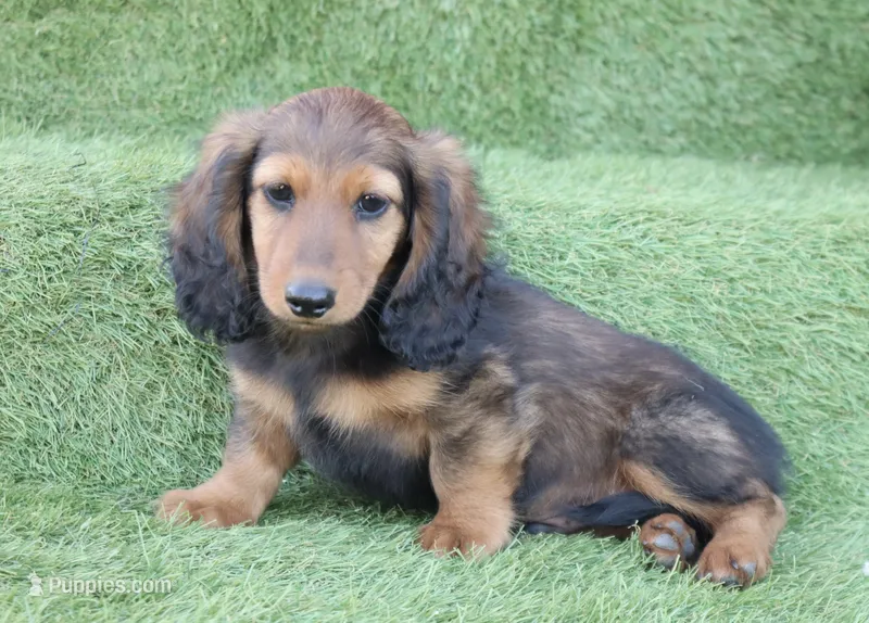 Gerard's Boy – Dachshund puppy for sale in Crystal, MI