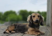 Gwenny's Girl, a female Dachshund for sale in Crystal, MI – 1 of 2