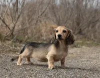 Donna, a female Dachshund for sale in Crystal, MI – Photo 1 of 2
