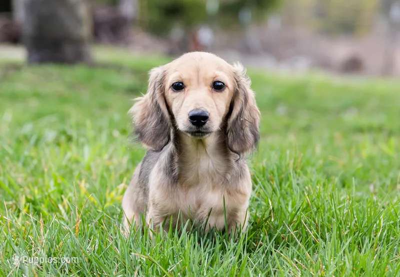 Donna – Dachshund puppy for sale in Crystal, MI