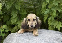 Louis, a male Dachshund for sale in Crystal, MI – 1 of 1
