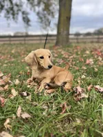 Lucille Ball, a female Dachshund for sale in Crystal, MI – 2 of 3