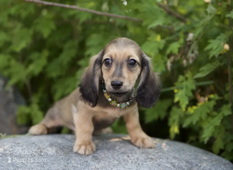 Louis – Dachshund puppy for sale in Crystal, MI