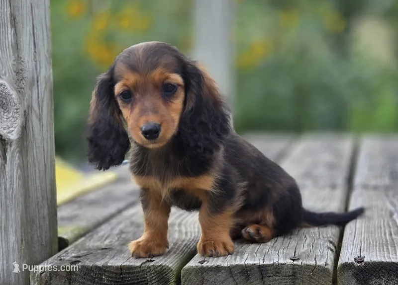 Garnet – Miniature Dachshund puppy for sale in Crystal, MI