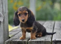 Garnet, a female Miniature Dachshund for sale in Crystal, MI – 1 of 1