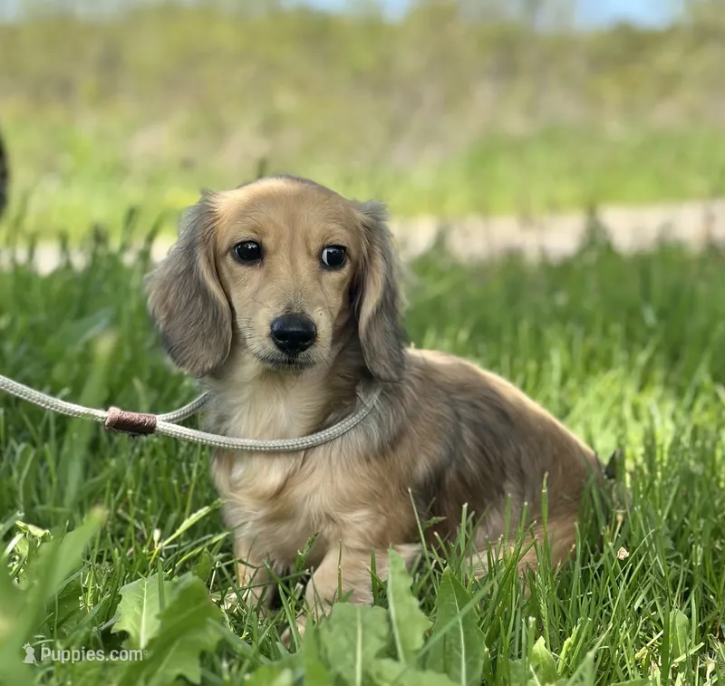 Madonna – Miniature Dachshund puppy for sale in Crystal, MI
