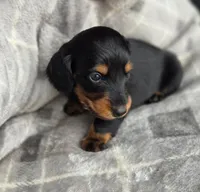 Gumbo, a male Miniature Dachshund for sale in Crystal, MI – Photo 2 of 2