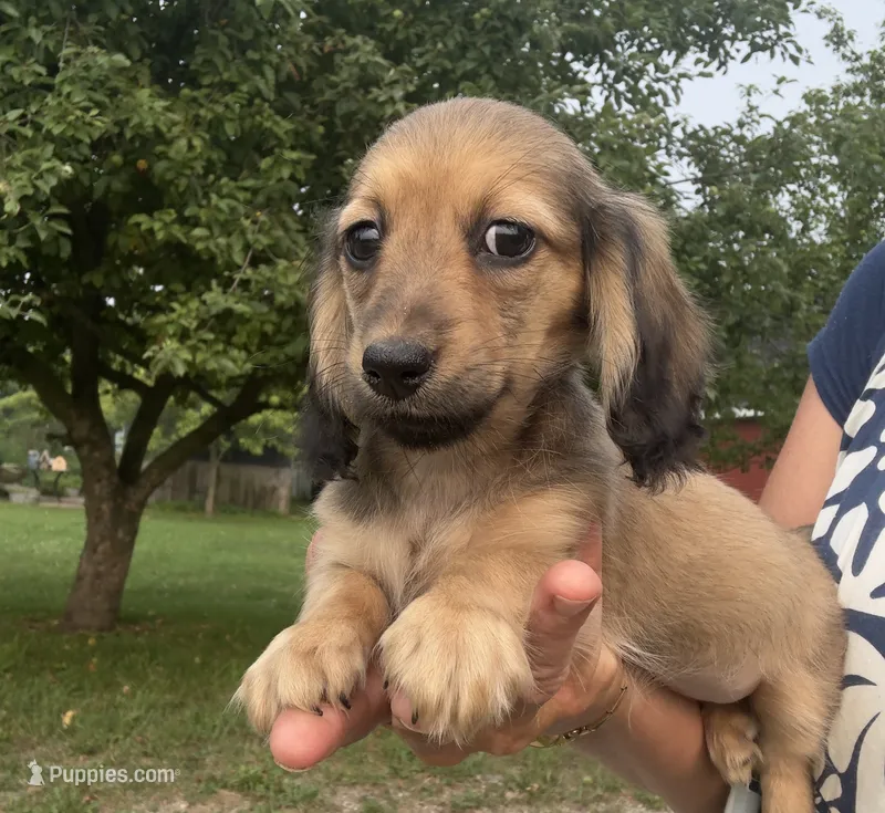 Lee Low – Miniature Dachshund puppy for sale in Crystal, MI