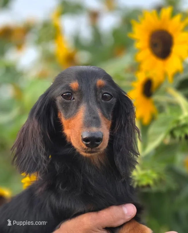 Bonita's girl – Dachshund puppy for sale in Crystal, MI