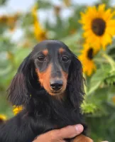 Bonita's girl, a female Dachshund for sale in Crystal, MI – 1 of 1