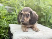 Lewis, a male Miniature Dachshund for sale in Crystal, MI – 2 of 3
