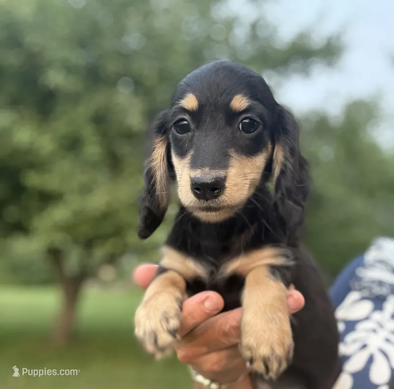 Flossie"s girl – Dachshund puppy for sale in Crystal, MI