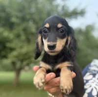 Flossie"s girl, a female Dachshund for sale in Crystal, MI – 1 of 1