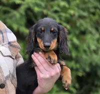 Griffin, a male Dachshund for sale in Crystal, MI – 1 of 1