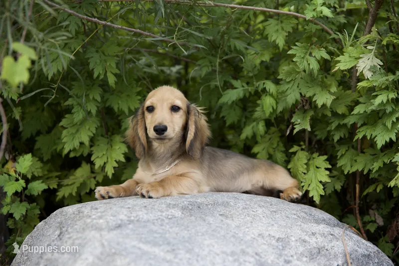 Marco – Miniature Dachshund puppy for sale in Crystal, MI