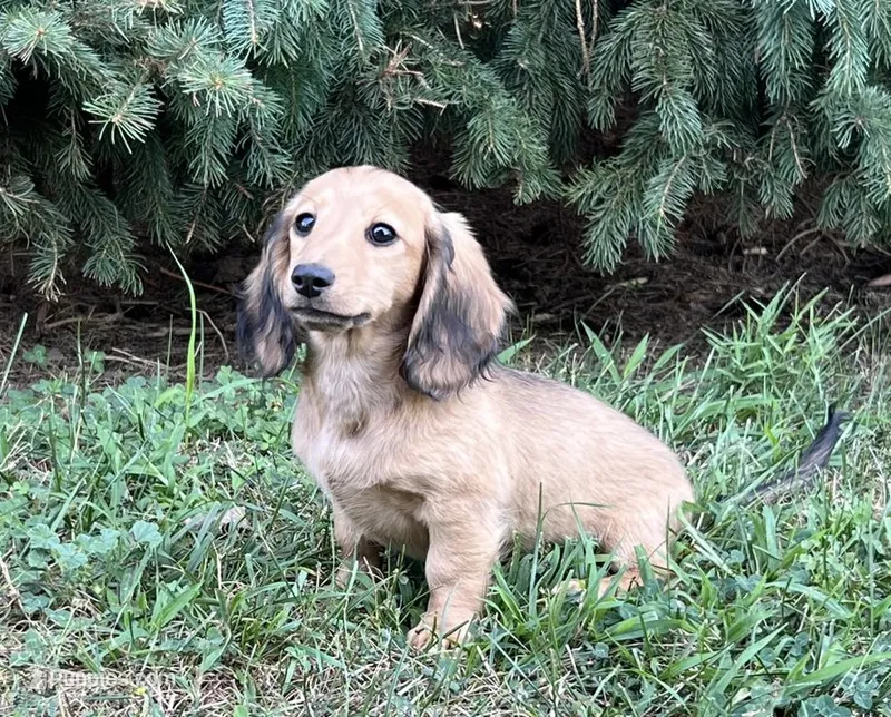 Luce – Dachshund puppy for sale in Crystal, MI