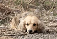 Goldilocks' Girl, a female Dachshund for sale in Crystal, MI – Photo 1 of 3