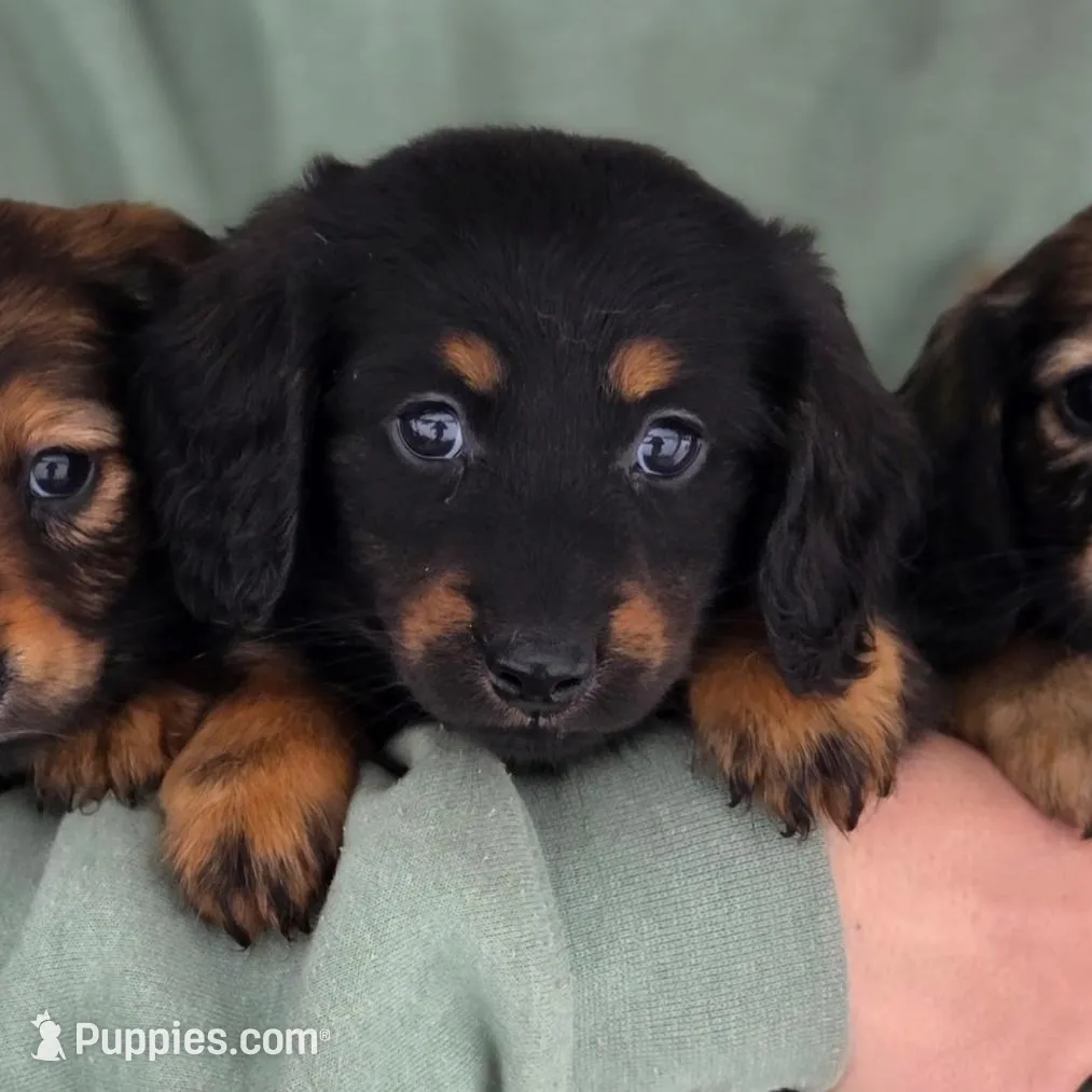 Echo, a male Dachshund for sale in Crystal, MI – Photo 1 of 1
