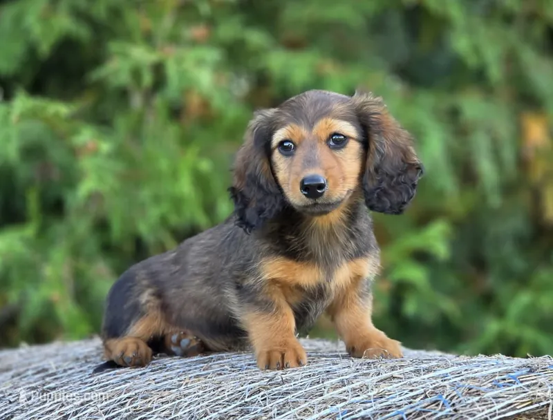 Ruthie – Miniature Dachshund puppy for sale in Crystal, MI