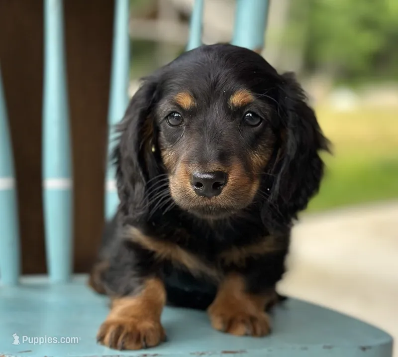 Ty – Miniature Dachshund puppy for sale in Crystal, MI