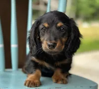 Ty, a male Miniature Dachshund for sale in Crystal, MI – 1 of 1
