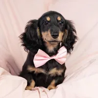 daVinci's Boy, a male Miniature Dachshund for sale in Crystal, MI – Photo 2 of 2