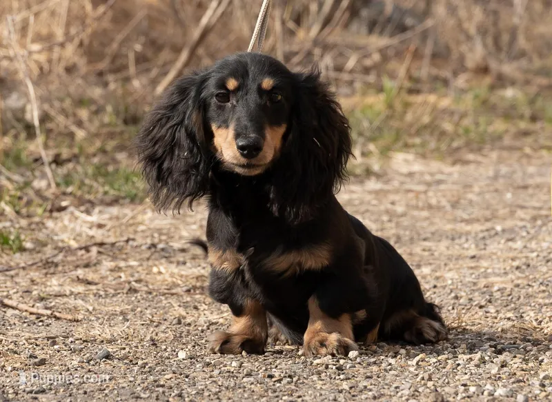 daVinci's boy – Miniature Dachshund puppy for sale in Crystal, MI