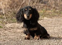 daVinci's Boy, a male Miniature Dachshund for sale in Crystal, MI – Photo 1 of 2
