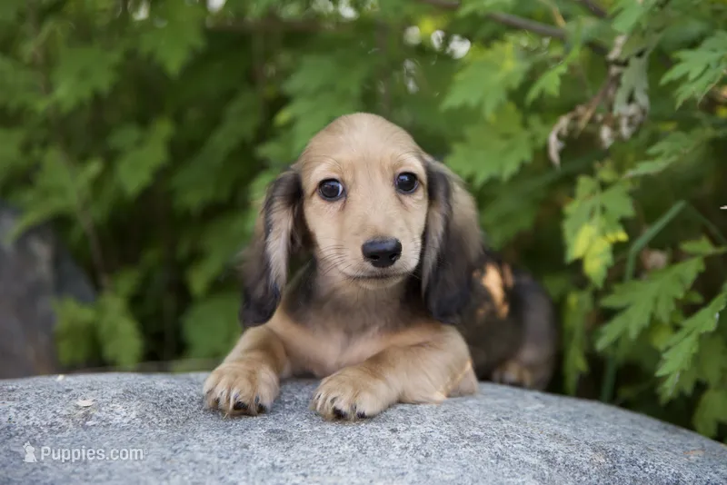 Marco – Miniature Dachshund puppy for sale in Crystal, MI
