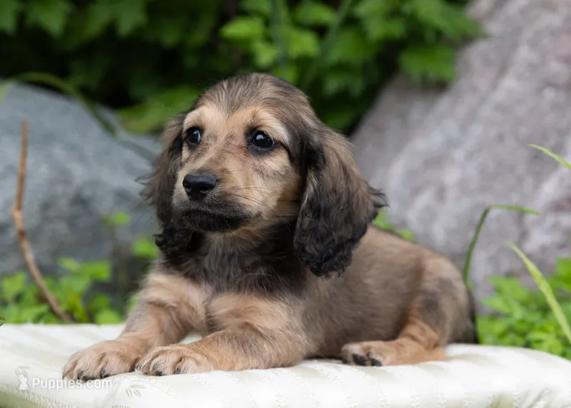 Frederick, a male Dachshund for sale in Crystal, MI – 1 of 2