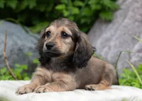 Frederick, a male Dachshund for sale in Crystal, MI – 1 of 2