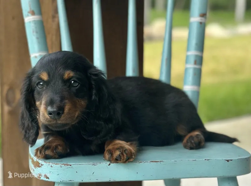 Mose – Dachshund puppy for sale in Crystal, MI