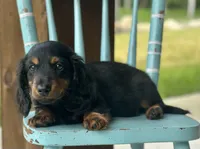 Mose, a male Dachshund for sale in Crystal, MI – 1 of 1