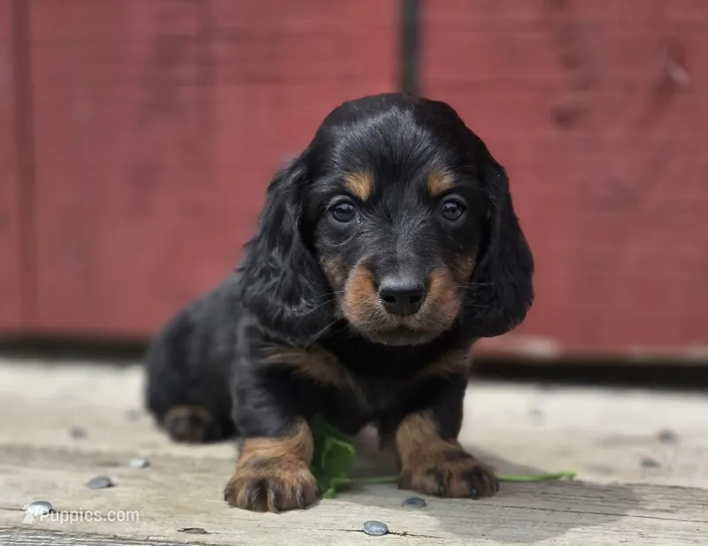 Moseley – Miniature Dachshund puppy for sale in Crystal, MI