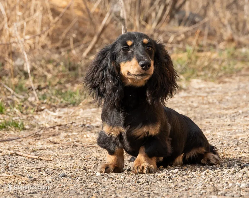 Muninn – Miniature Dachshund puppy for sale in Crystal, MI