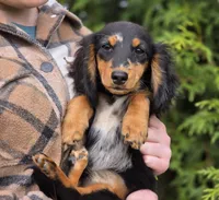 Opal, a female Miniature Dachshund for sale in Crystal, MI – 1 of 1