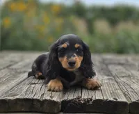Opal, a male Miniature Dachshund for sale in Crystal, MI – 1 of 1