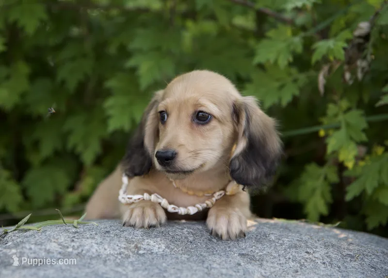 Low gan – Dachshund puppy for sale in Crystal, MI