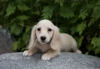 Barry, a male Dachshund for sale in Crystal, MI – 1 of 1