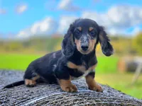 Harlo, a male Dachshund for sale in Crystal, MI – 1 of 1