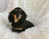 Munnin, a male Dachshund for sale in Crystal, MI – Photo 1 of 2