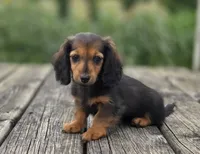 Ruby, a female Miniature Dachshund for sale in Crystal, MI – 1 of 1